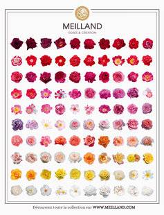 L'Ami des Jardins 1185 MEILLAND