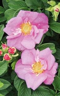 L'Ami des Jardins 1185 Double effet