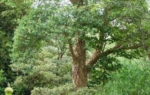 L'Ami des Jardins 1185 Débroussailler pour protéger