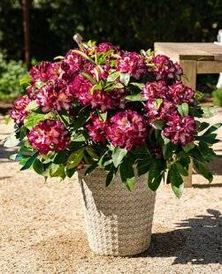 L'Ami des Jardins 1185 Un rhodo tricolore