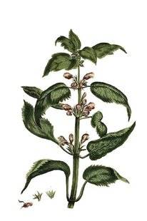 L'Ami des Jardins 1185 LES LABIÉES