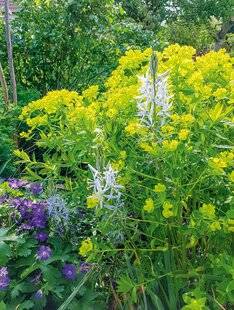 L'Ami des Jardins 1185 VIVACES à effet rapide et durable
