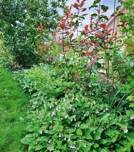 L'Ami des Jardins 1185 Couvre-sols de choc
