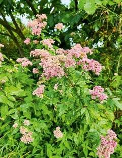 L'Ami des Jardins 1185 Allure et structure