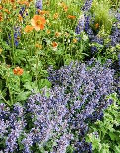 L'Ami des Jardins 1185 Rocailles et jardins secs
