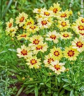 L'Ami des Jardins 1185 Plein pot !