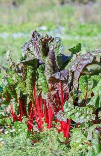 L'Ami des Jardins 1185 Bettes à cuire ou bettes déco