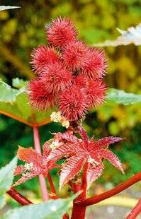 L'Ami des Jardins 1185 Semer du ricin