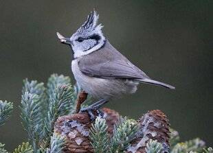 L'Ami des Jardins 1185 Attirer la mésange huppée