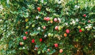 L'Ami des Jardins 1185 Le prunier du Natal, un persistant très décoratif