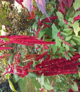 L'Ami des Jardins 1185 Je sème l'amarante queue-de-renard