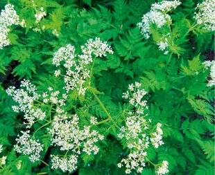 L'Ami des Jardins 1185 JE PLANTE DU CERFEUIL MUSQUÉ