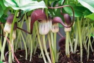 L'Ami des Jardins 1185 DES SOURIS AU JARDIN ?H