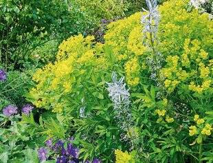 L'Ami des Jardins 1185 UNE INCONTOURNABLE DES MASSIFS