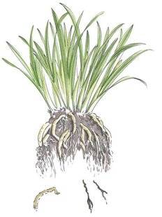 L'Ami des Jardins 1185 DIVISER LES AGAPANTHES EN POT