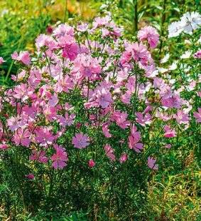 L'Ami des Jardins 1185 ADOPTER LA MAUVE MUSQUÉE