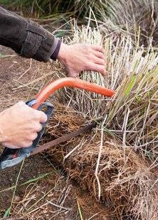L'Ami des Jardins 1185 MULTIPLIER LES GRANDES GRAMINÉES