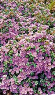 L'Ami des Jardins 1185 UNE FLEUR DE GLACE POUR LA CHALEUR