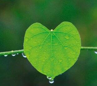 L'Ami des Jardins 1185 Forme