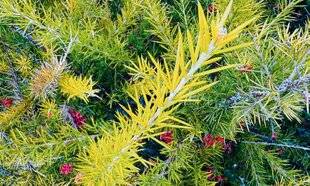 L'Ami des Jardins 1185 LE GRÉVILLIER À FEUILLES DE ROMARIN JAUNITSOS