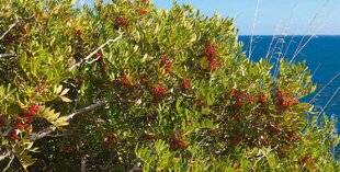 L'Ami des Jardins 1185 MARCOTTER LE PISTACHIER LENTISQUE