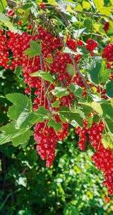 L'Ami des Jardins 1185 Grossulariacées