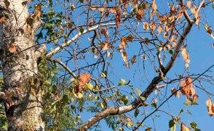 L'Ami des Jardins 1185 LE BOULEAU PERD SES FEUILLESSOS