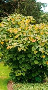 L'Ami des Jardins 1185 UNE RARETÉ VENUE DE CHINE