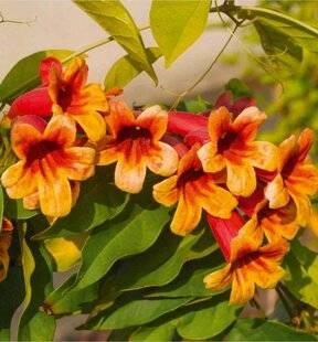 L'Ami des Jardins 1185 LA BIGNONE À VRILLES, UNE GRIMPANTE FACILE À VIVRE