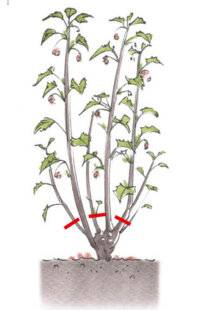 L'Ami des Jardins 1185 TAILLER LES GROSEILLIERS À FLEURS