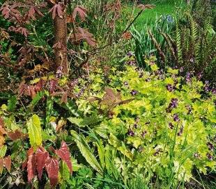 L'Ami des Jardins 1185 GARNIR LE PIED DES ARBUSTES