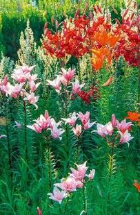 L'Ami des Jardins 1185 120 LE CHIFFRE DU MOIS