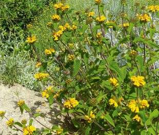 L'Ami des Jardins 1185 UN PHLOMIS PRÉCOCE