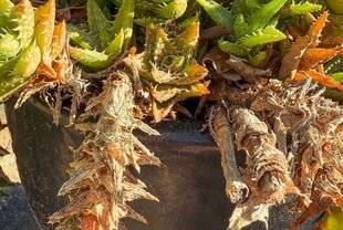 L'Ami des Jardins 1185 LES BRANCHES D'ALOÉ SONT DESSÉCHÉES