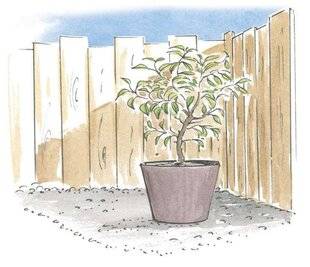 L'Ami des Jardins 1185 ACCLIMATER LES AGRUMES