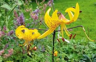 L'Ami des Jardins 1185 UN LIS SOLAIRE