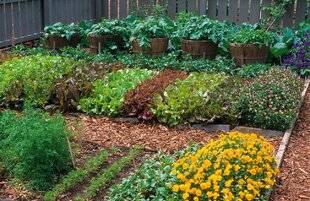 L'Ami des Jardins 1185 PRÉFÉRER UN PETIT POTAGER