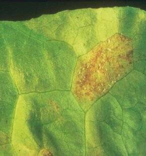 L'Ami des Jardins 1185 LE MILDIOU DE LA LAITUE