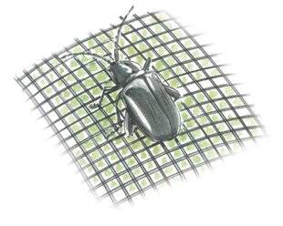 L'Ami des Jardins 1185 POSER UN FILET ANTI-INSECTES