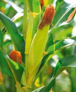 L'Ami des Jardins 1185 CULTIVER DU MAÏS DOUX