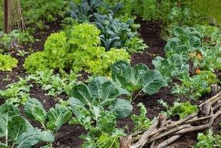 L'Ami des Jardins 1185 LES BONNES MESURES POUR UNE ASSOCIATION RÉUSSIE