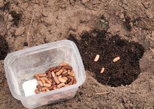 L'Ami des Jardins 1185 LE MOT DU MOIS