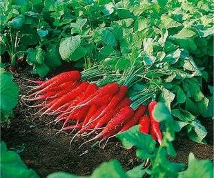 L'Ami des Jardins 1185 SEMER DES RADIS LONGS