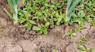 L'Ami des Jardins 1185 PLACE À LA SPONTANÉITÉ