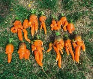 L'Ami des Jardins 1185 SEMIS DE CAROTTES, DIRECT OU EN PLAQUE ?