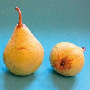 L'Ami des Jardins 1185 UNE SUPERPOIRE