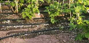 L'Ami des Jardins 1185 ARROSER LES PETITS FRUITS