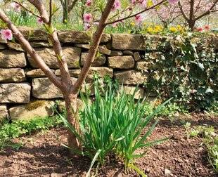 L'Ami des Jardins 1185 L'AIL ET LE PÊCHER, UNE BELLE ASSOCIATION