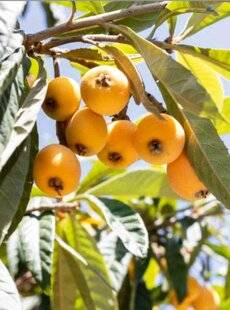 L'Ami des Jardins 1185 PLANTER UN NÉFLIER DU JAPON