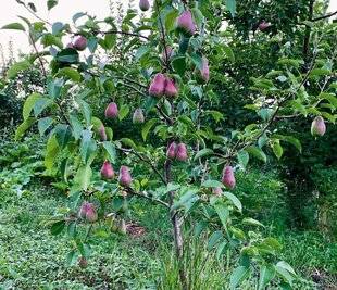 L'Ami des Jardins 1185 LES ARBRES FRUITIERS ONT BESOIN DE FROID POUR FLEURIR